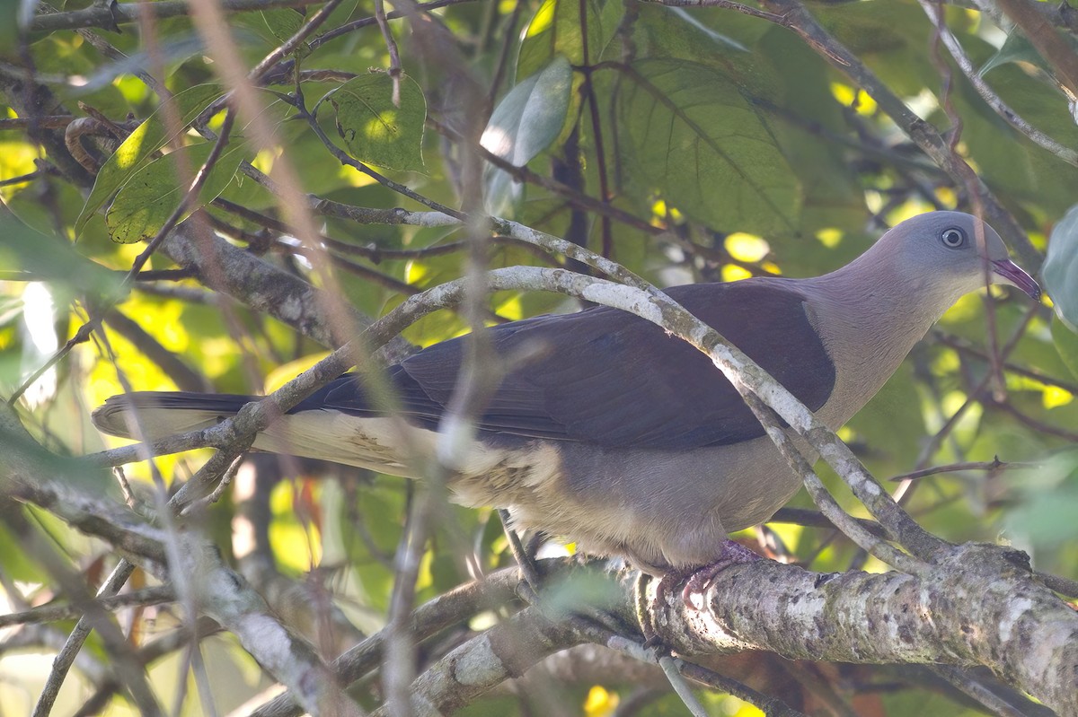 Mountain Imperial-Pigeon - ML615902101