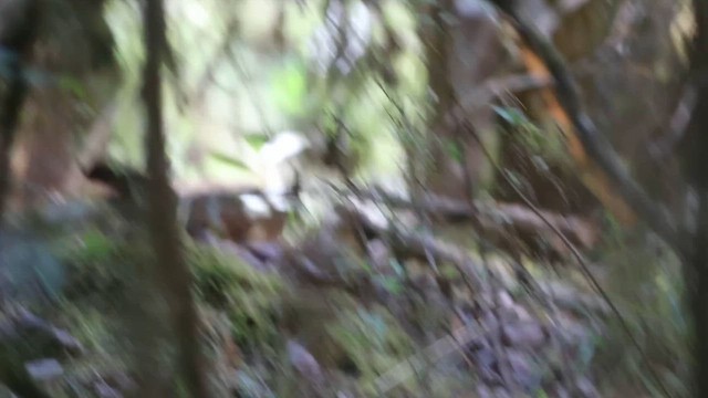 Long-tailed Wood-Partridge - ML615902256