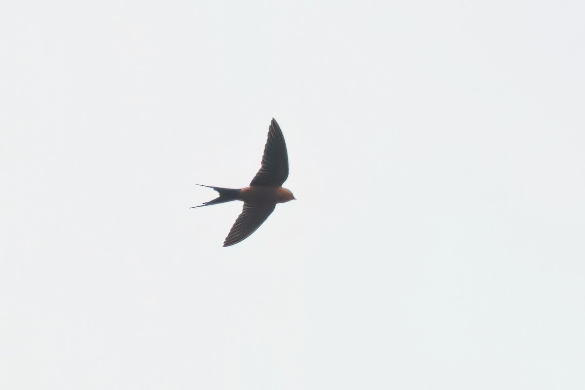 Rufous-bellied Swallow - Marian W