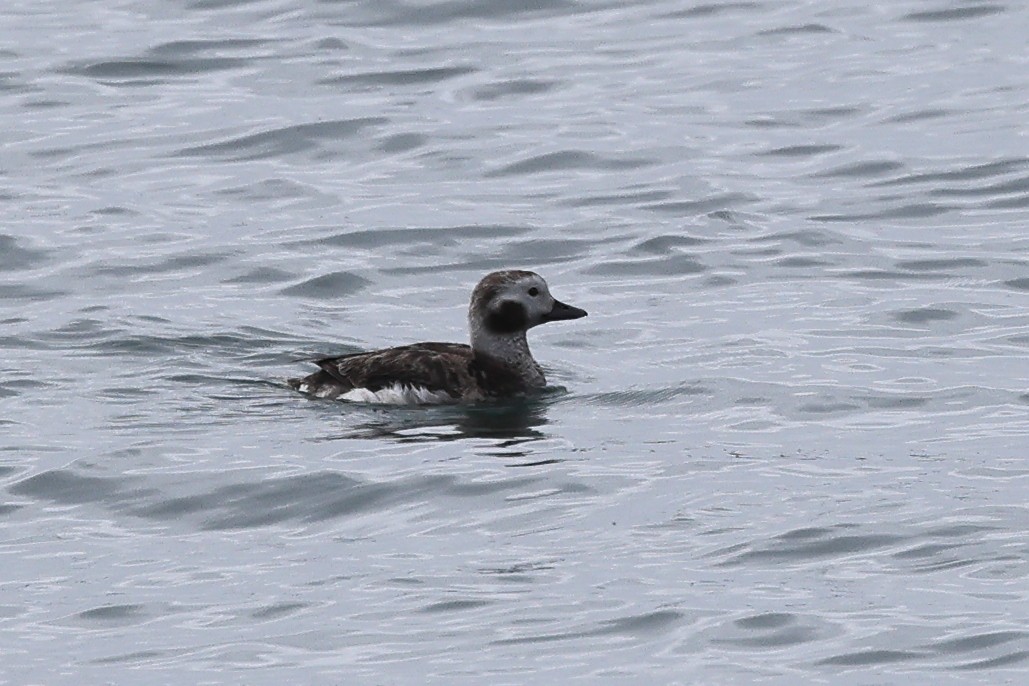 Long-tailed Duck - ML615902284