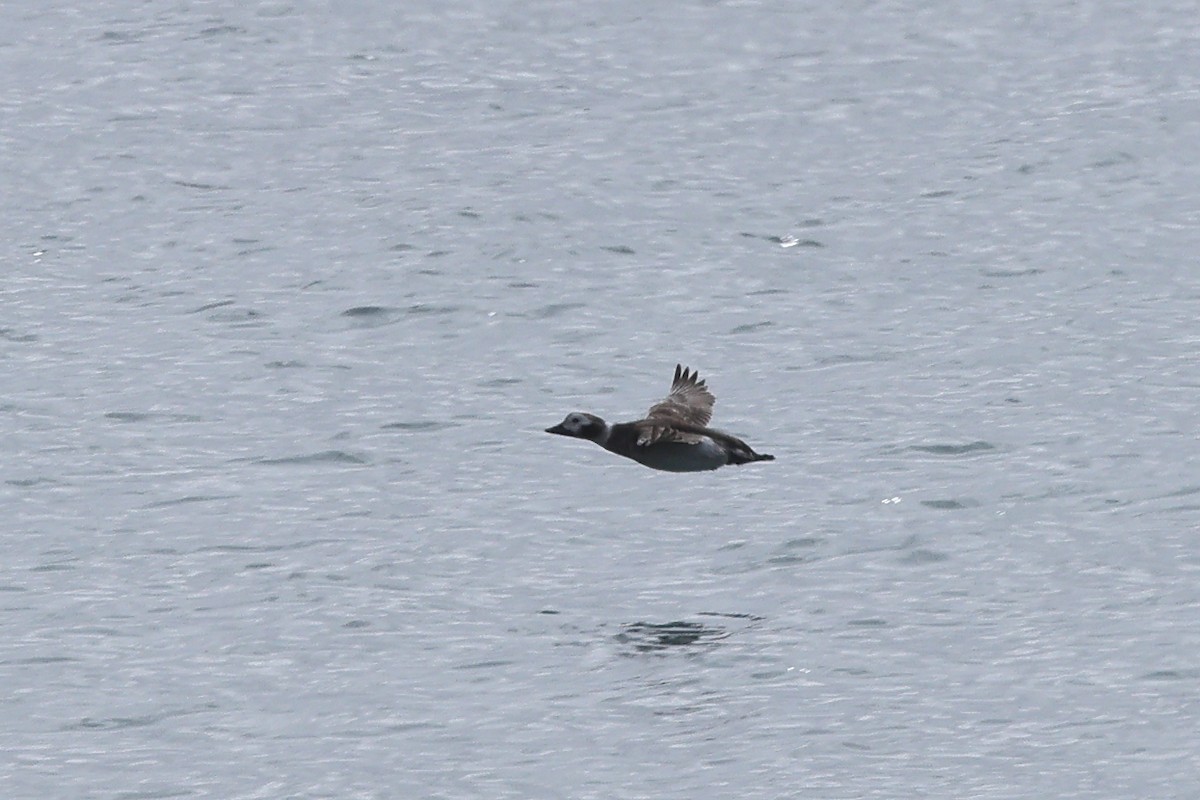 Long-tailed Duck - ML615902285