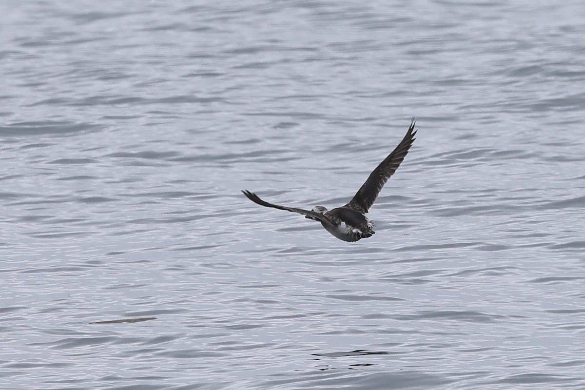 Long-tailed Duck - ML615902286