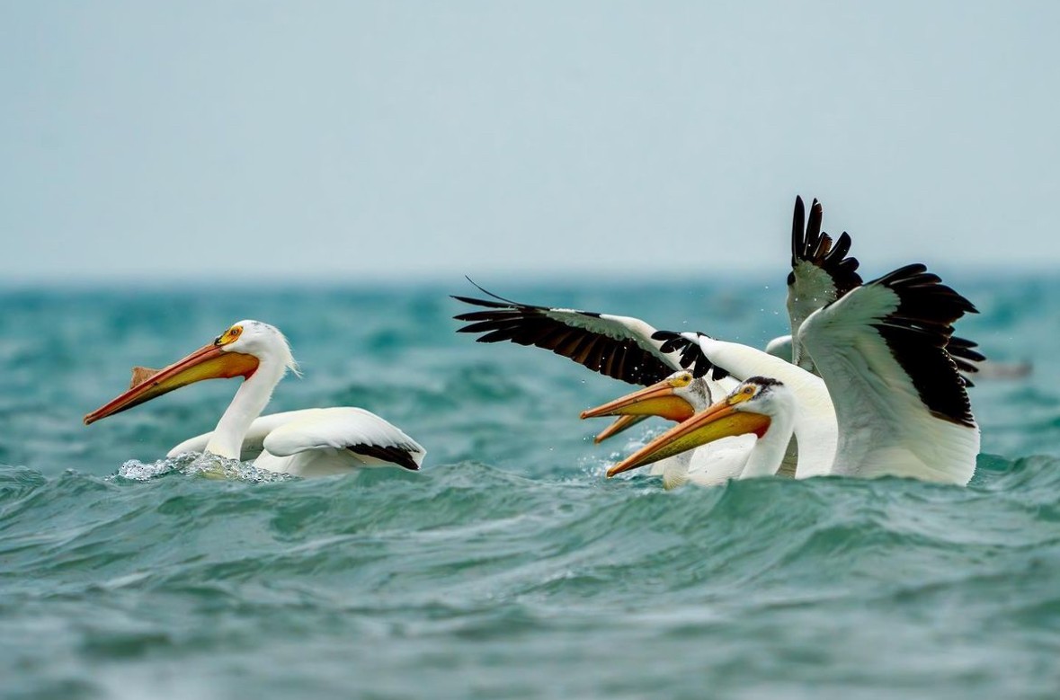 pelikán severoamerický - ML615902347