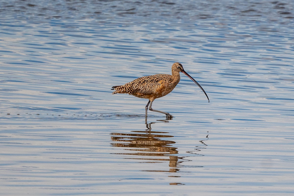 Long-billed Curlew - ML615902510