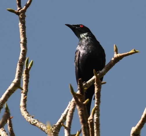Short-tailed Starling - ML615902545