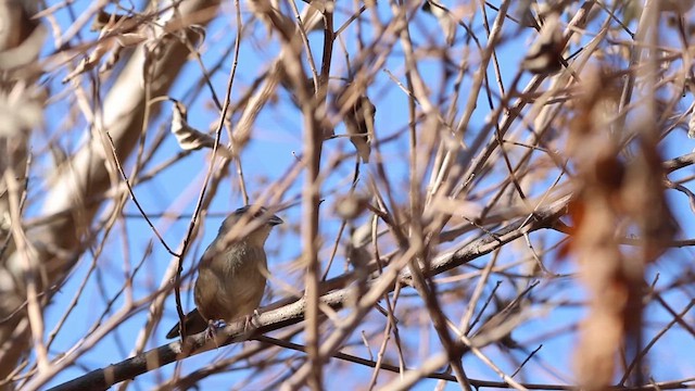 Oaxaca Sparrow - ML615902618