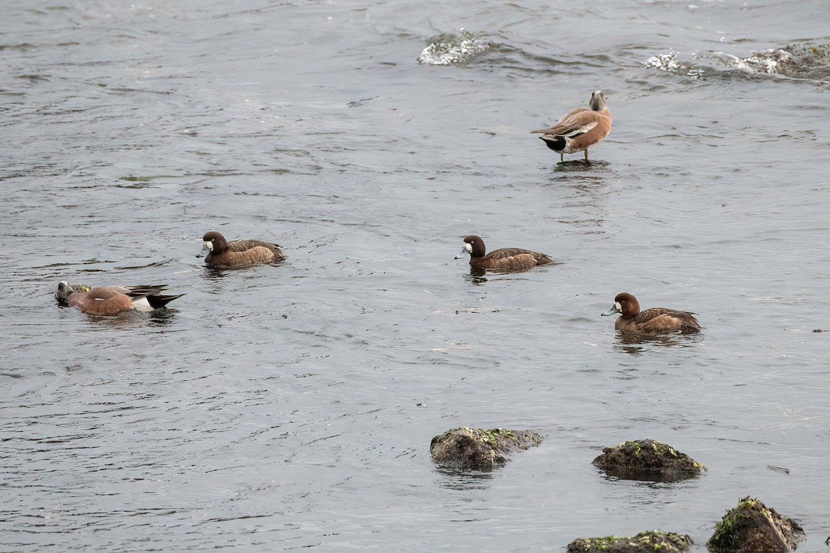 Greater Scaup - ML615902650