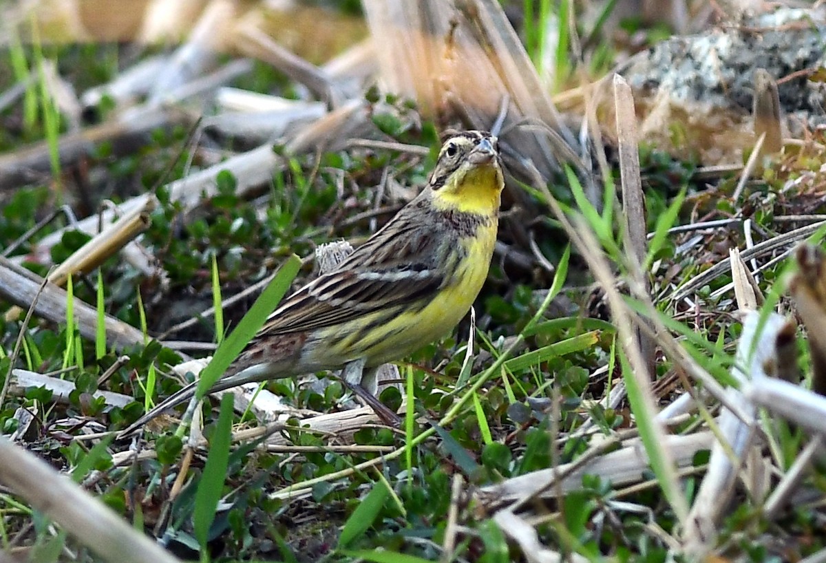 Yellow-breasted Bunting - ML615902691