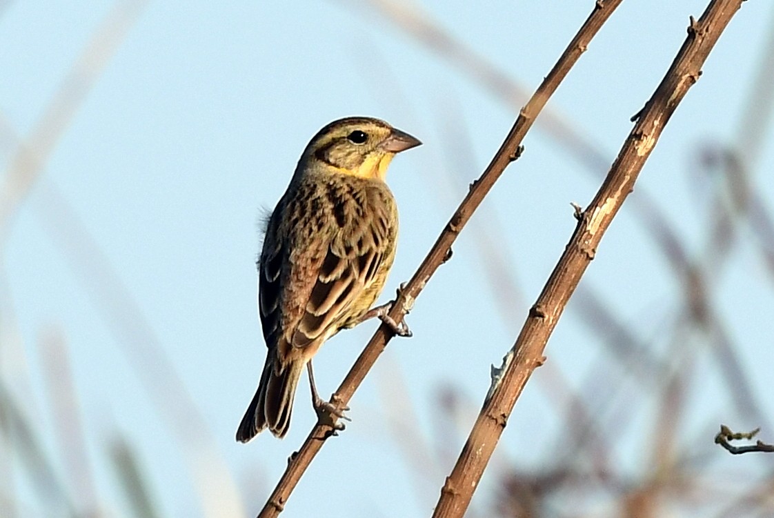 Yellow-breasted Bunting - ML615902693