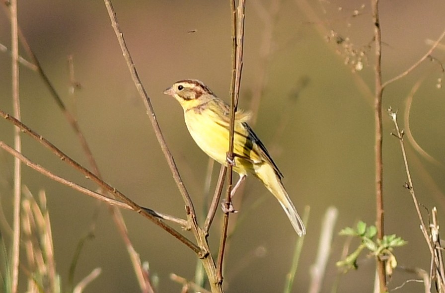 Yellow-breasted Bunting - ML615902694