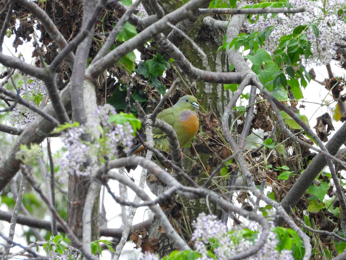 Orange-breasted Green-Pigeon - ML615902706