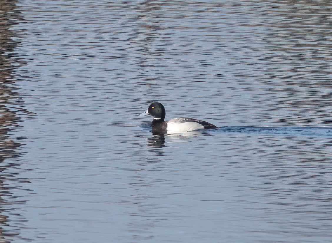 Greater Scaup - ML615902716