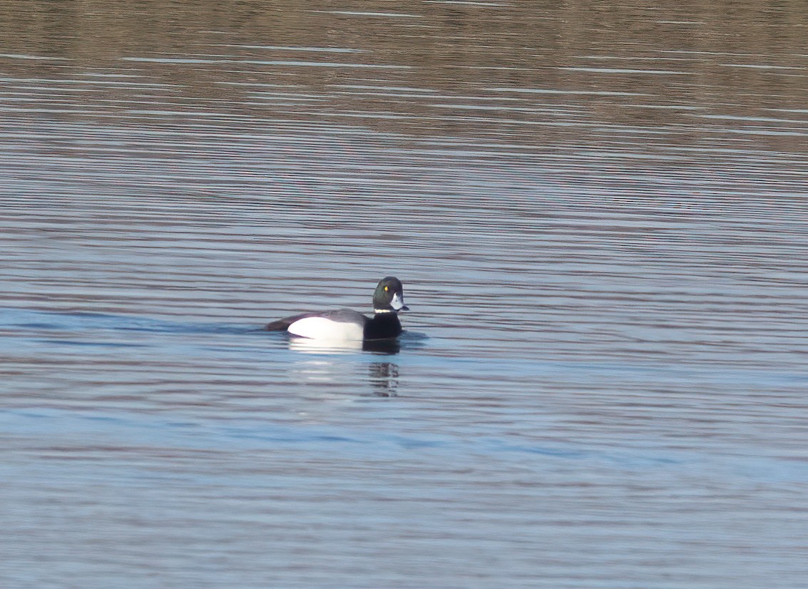 Greater Scaup - ML615902717