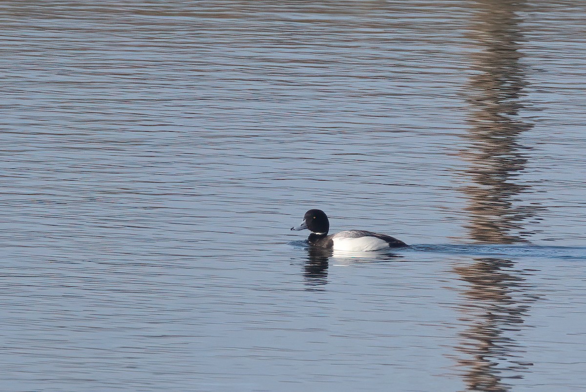 Greater Scaup - ML615902721