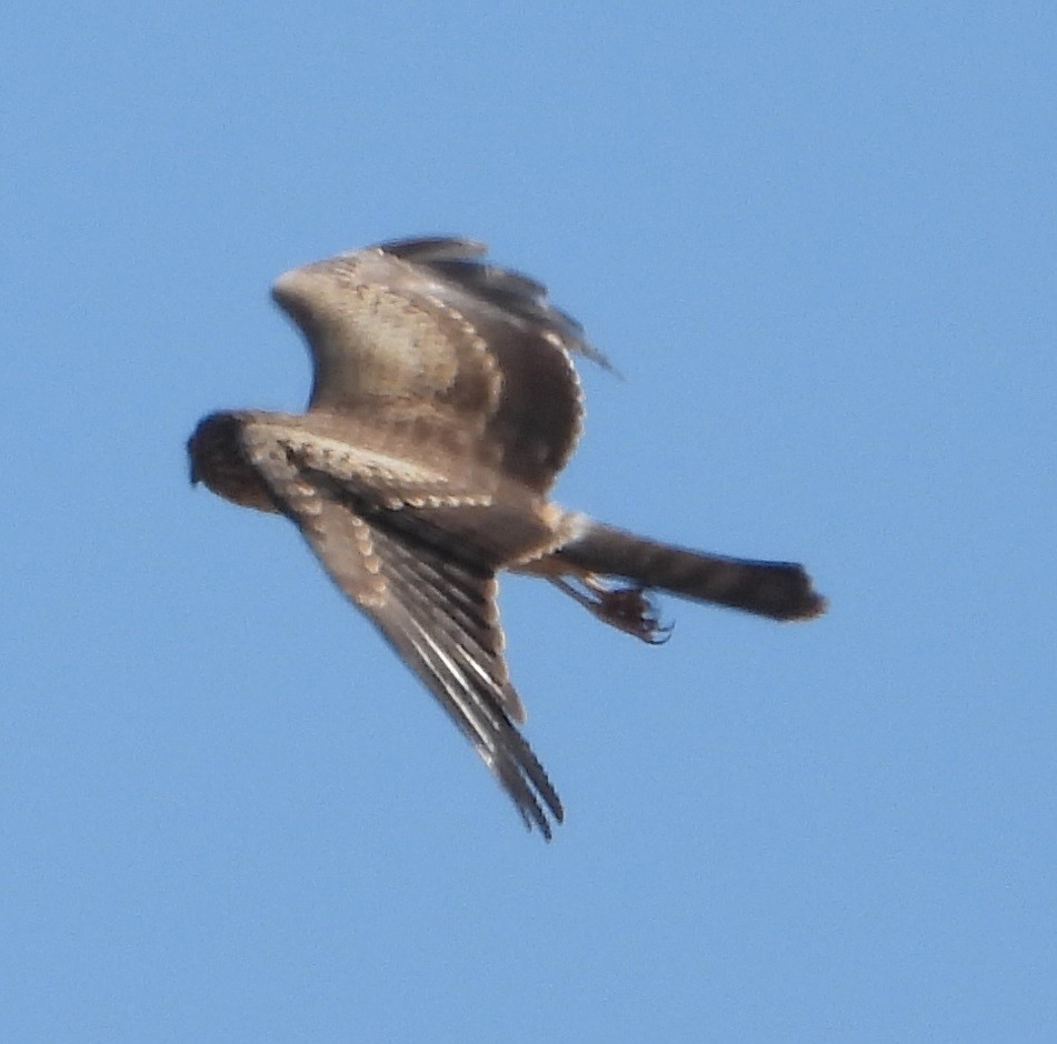Spotted Harrier - ML615902723