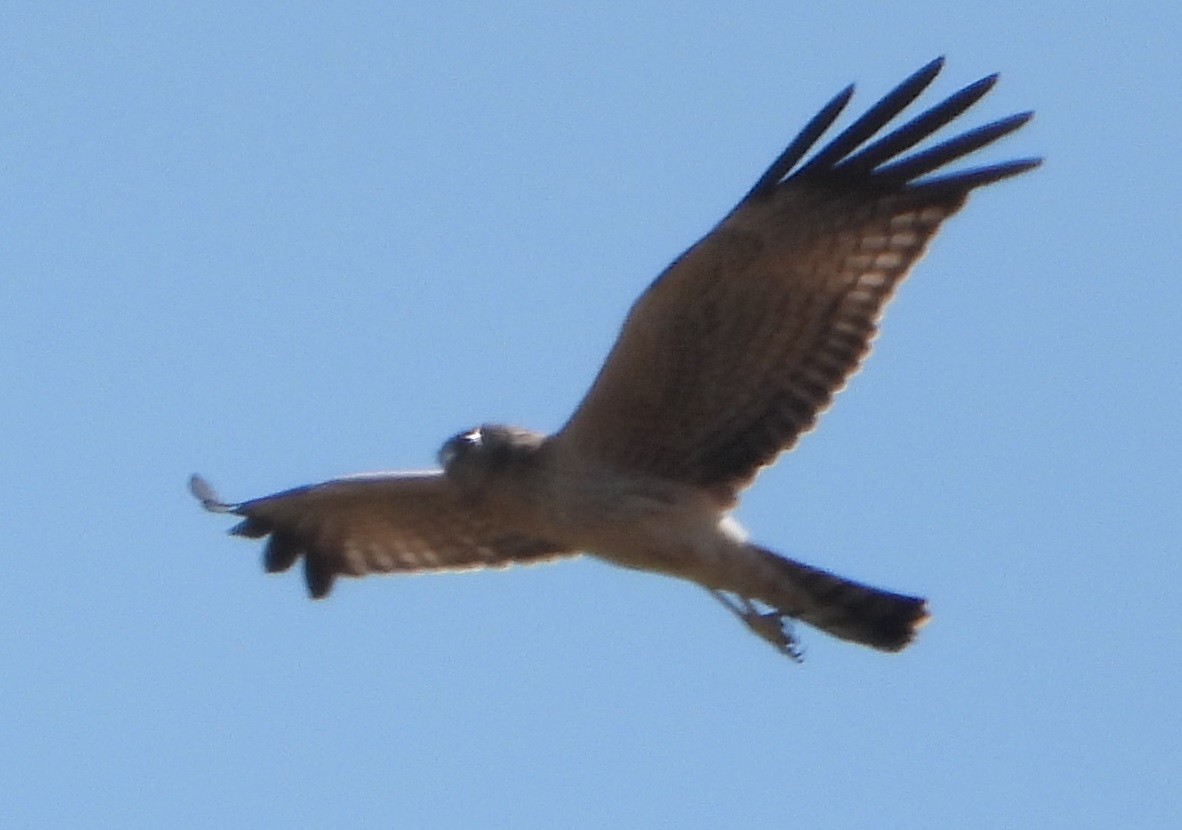 Spotted Harrier - ML615902724