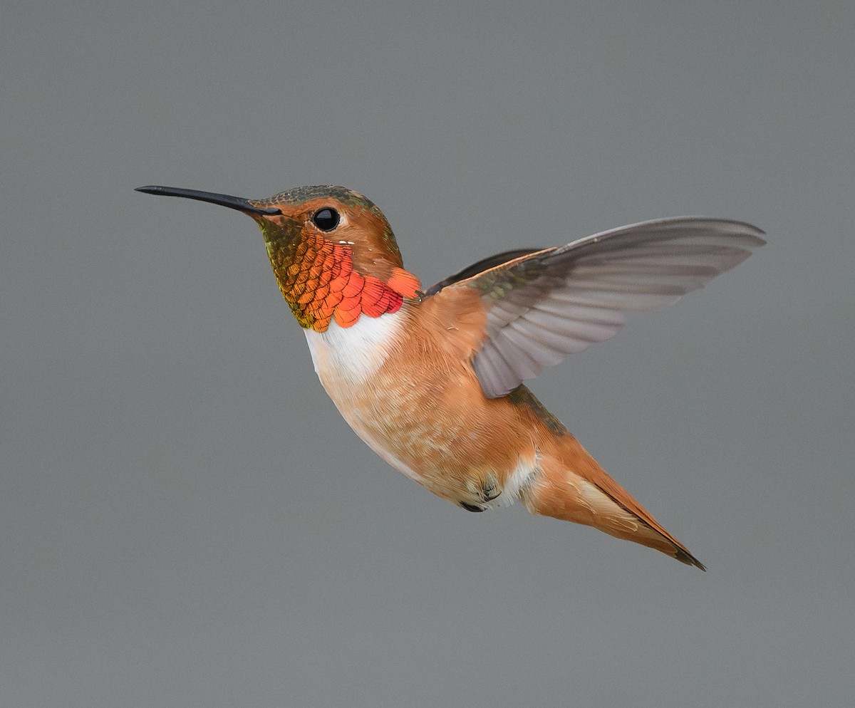 eBird Checklist 10 Mar 2024 stakeout Allen's Hummingbird, Central