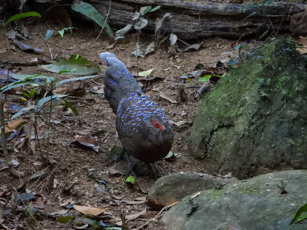 Hainan Peacock-Pheasant - ML615902846