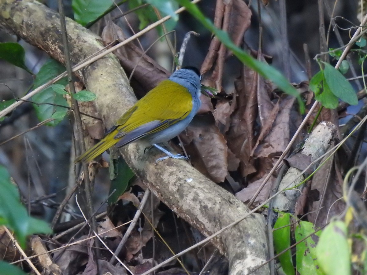 Black-crowned Palm-Tanager - ML615902908