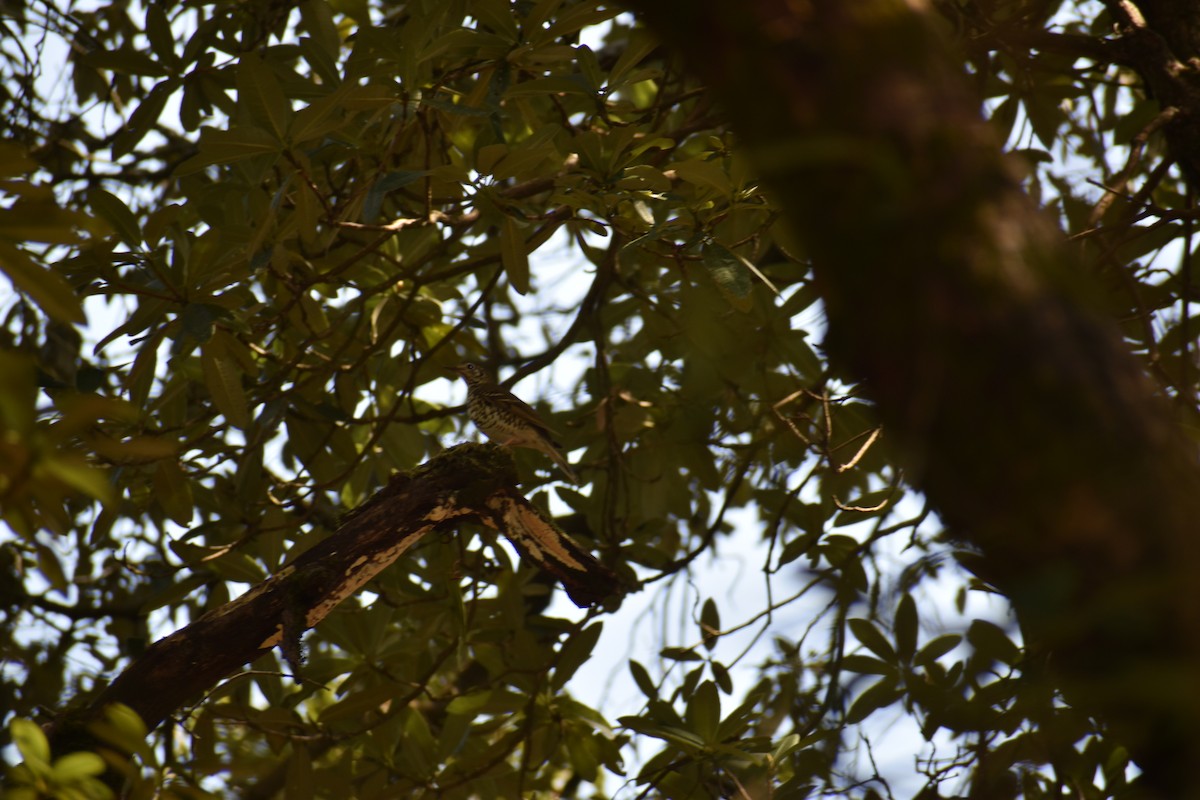 Long-tailed Thrush - Tribhuwan Singh Tree