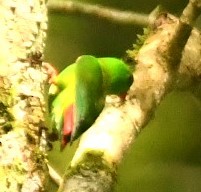 Yellow-throated Hanging-Parrot - ML615903063