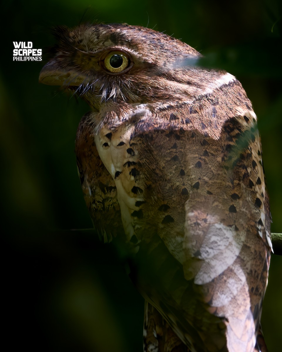 Philippine Frogmouth - ML615903365