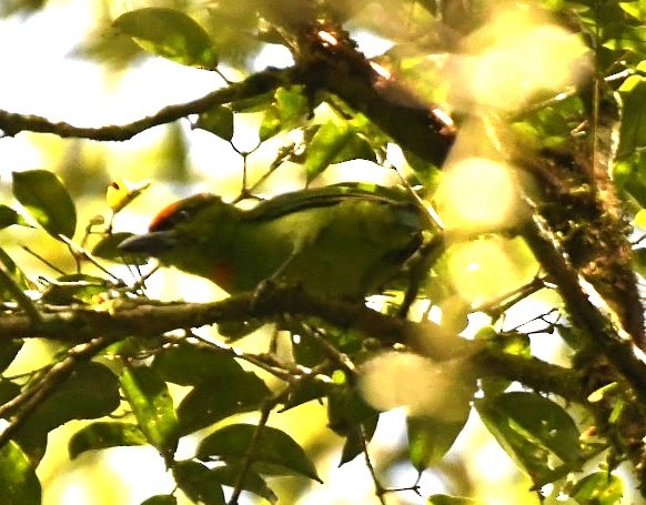 Flame-fronted Barbet - ML615903387