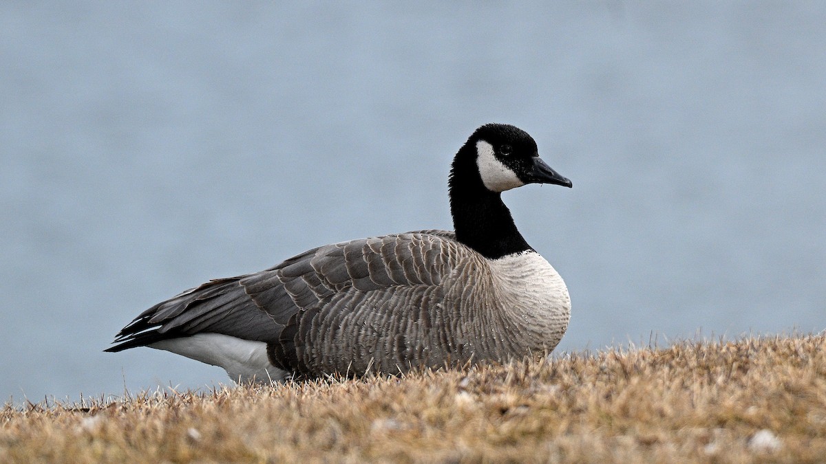 Canada Goose - Steve Butterworth