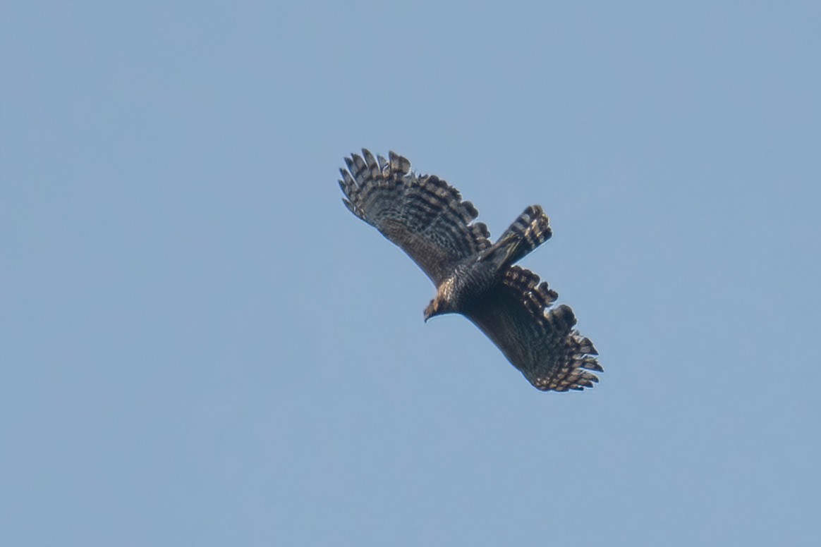 Цейлонский хохлатый орёл - ML615903589