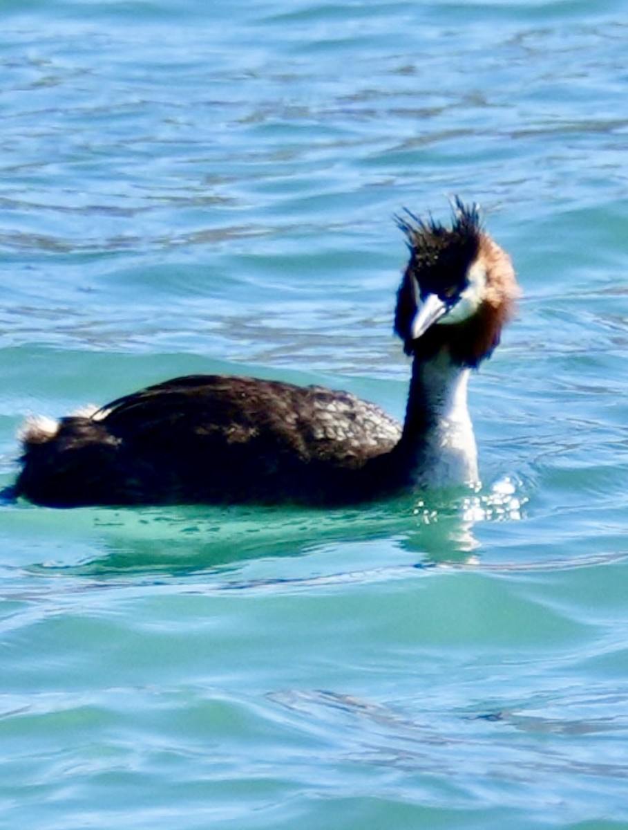 Great Crested Grebe - ML615903677