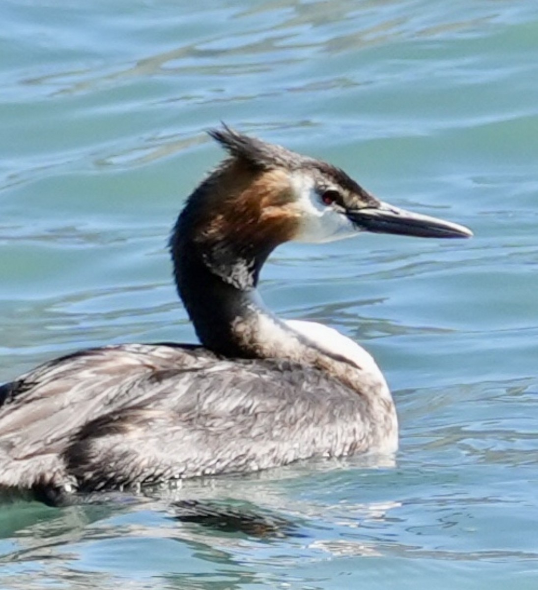 Great Crested Grebe - ML615903679