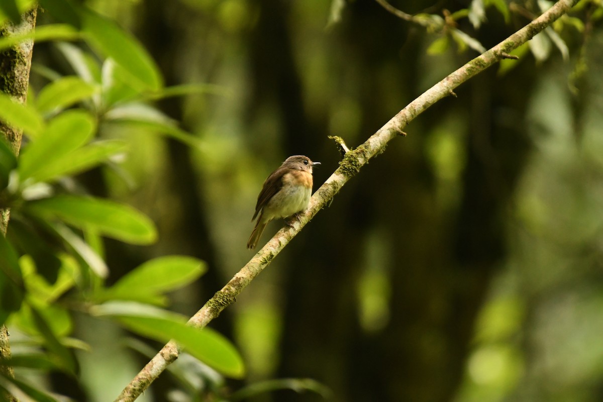 Fulvous-chested Jungle Flycatcher - ML615903711