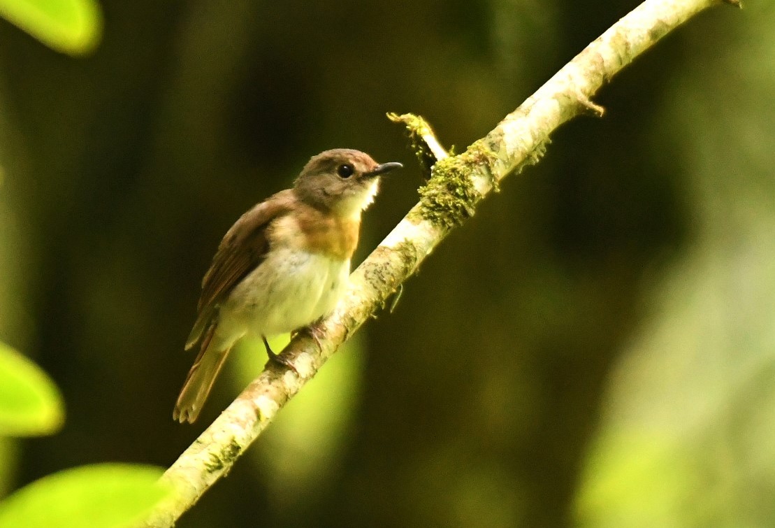 Fulvous-chested Jungle Flycatcher - ML615903713