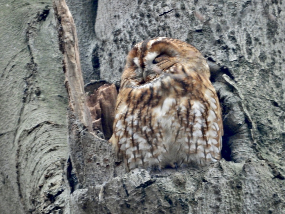 Tawny Owl - ML615903924