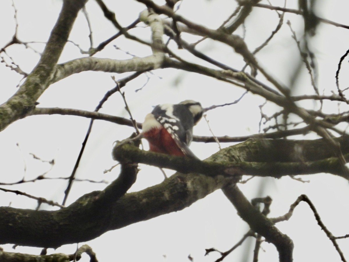 Great Spotted Woodpecker - ML615903925