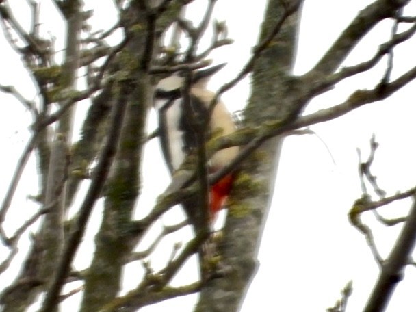 Great Spotted Woodpecker - ML615903926