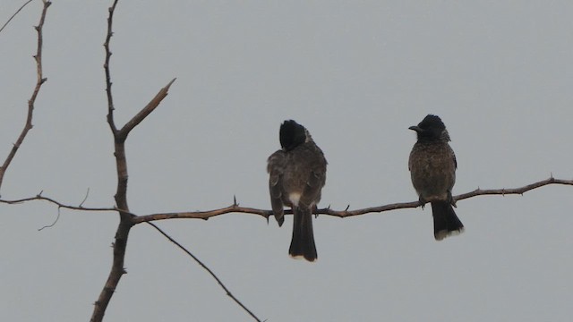 Red-vented Bulbul - ML615903928