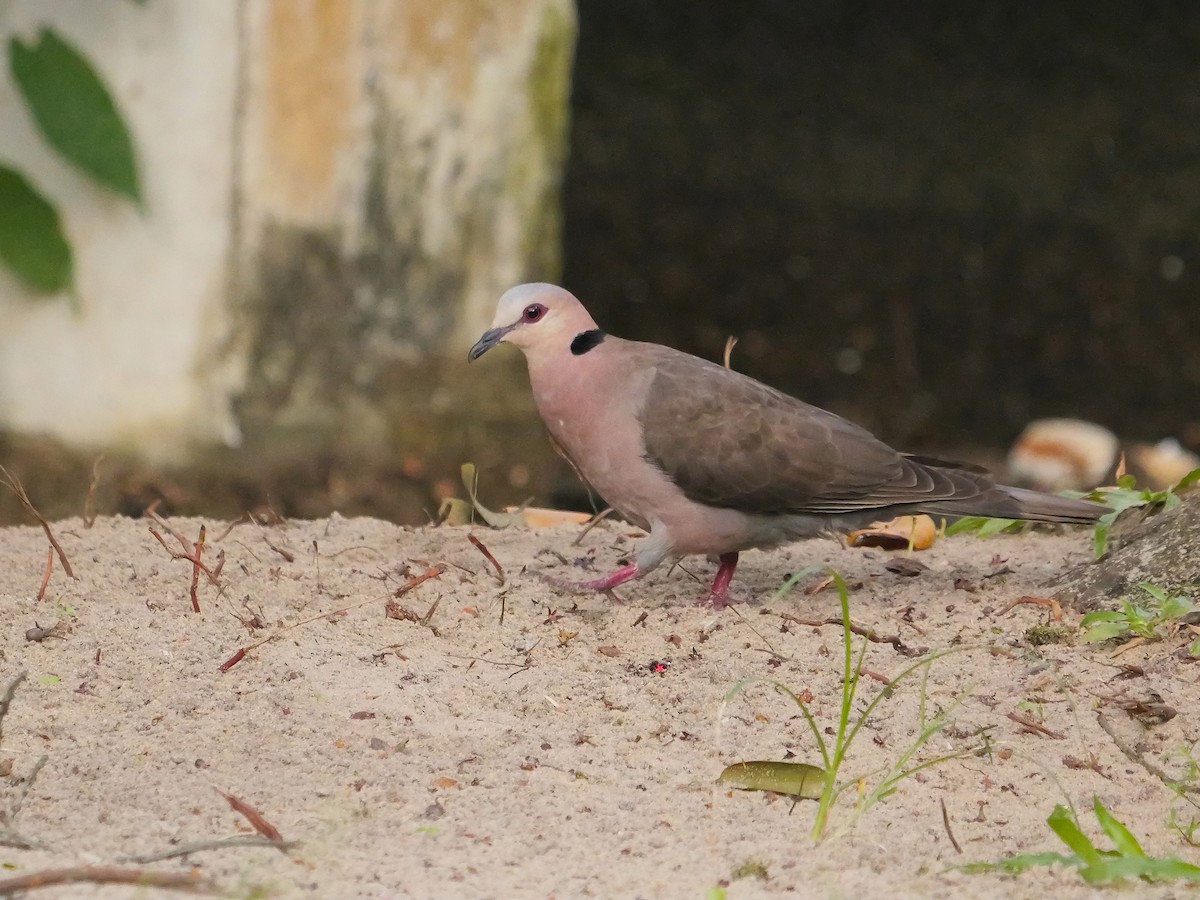 Red-eyed Dove - ML615903952