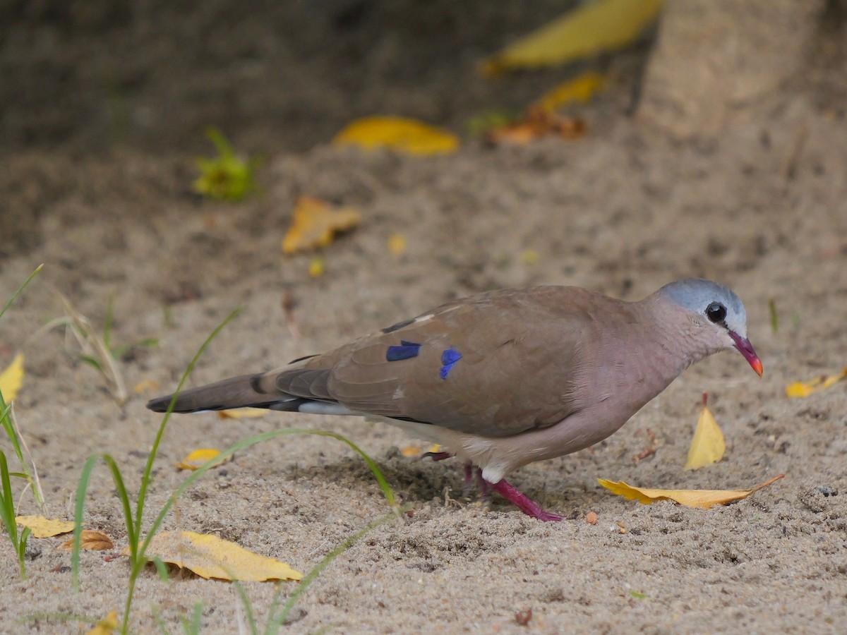 Blue-spotted Wood-Dove - ML615903965