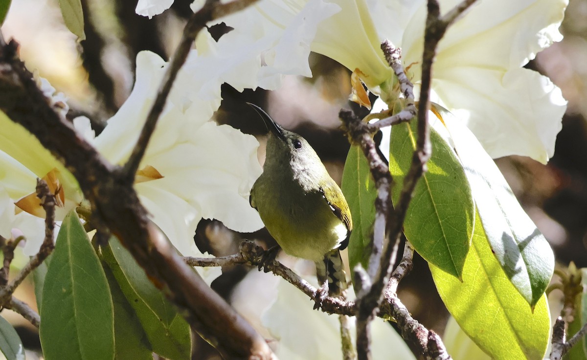 Green-tailed Sunbird - ML615904130