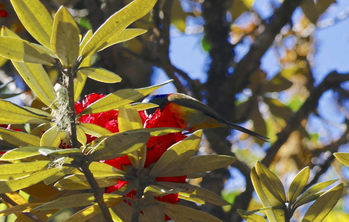 Green-tailed Sunbird - Are Nakrem