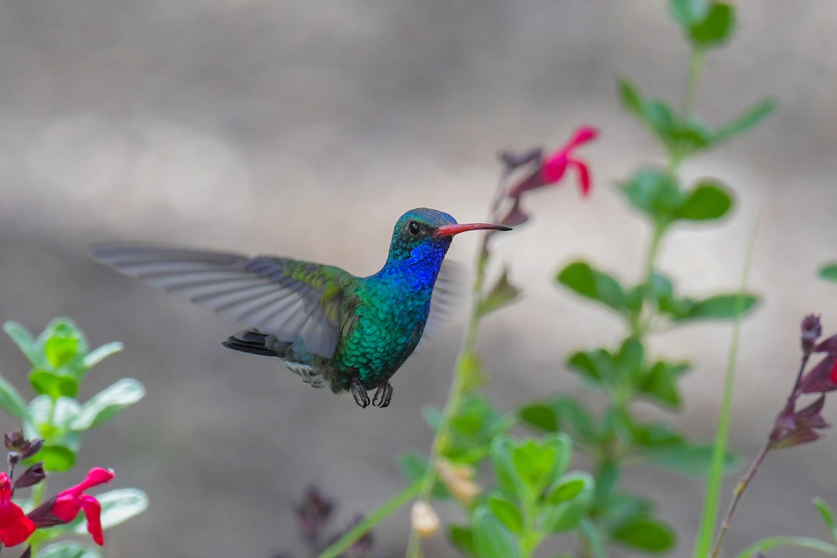 eBird Checklist - 22 Jun 2022 - Arizona Birding Guides feeders ...