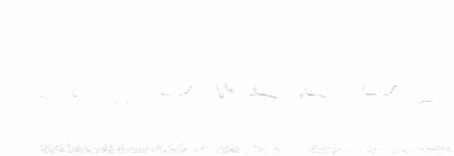 Graumantel-Brillenvogel - ML615904877