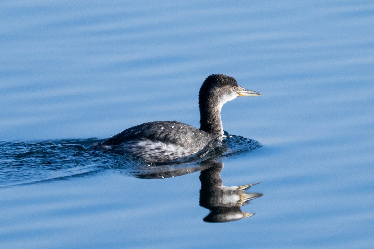 Red-necked Grebe - ML615904989