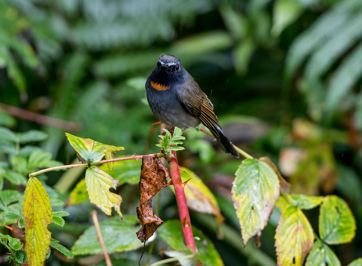 Rufous-gorgeted Flycatcher - jimmy Yao