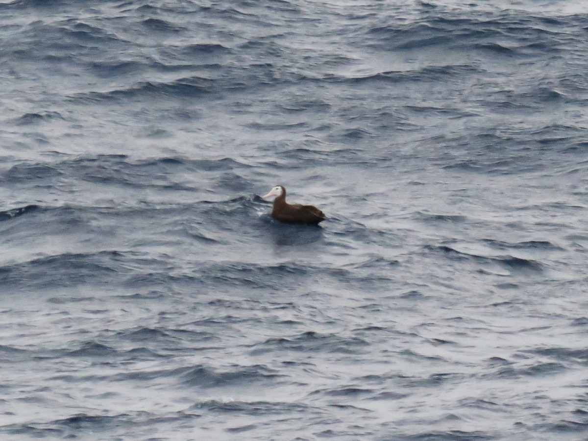Albatros hurleur, A. de Tristan da Cunha ou A. des Antipodes - ML615905083