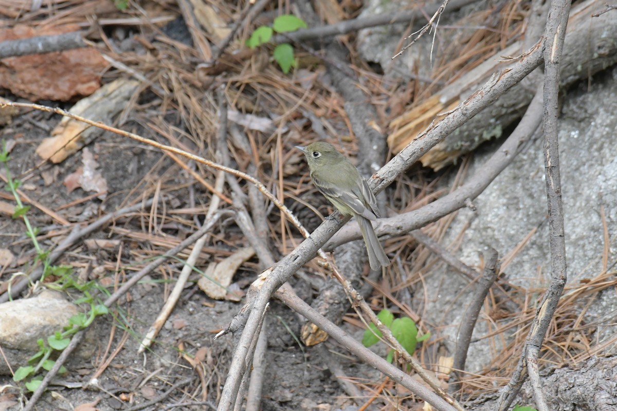 Batı Amerika Sinekkapanı (occidentalis/hellmayri) - ML615905166