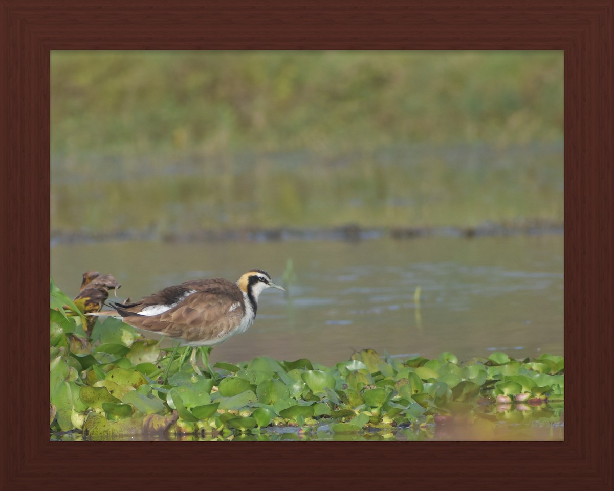 Pheasant-tailed Jacana - ML615905196