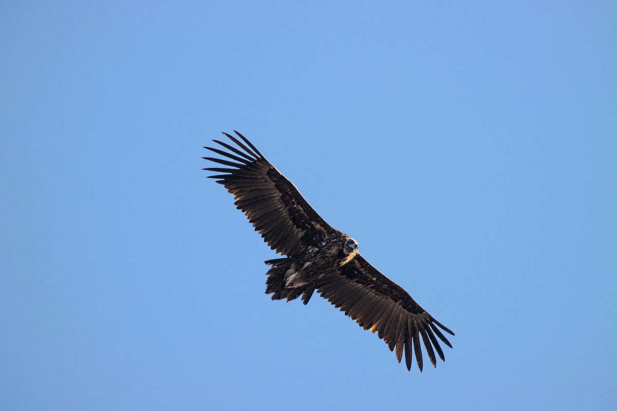 Cinereous Vulture - ML615905272