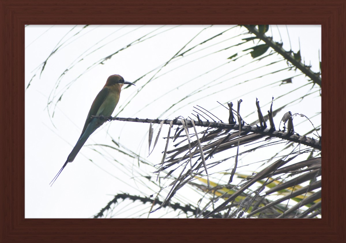 Asian Green Bee-eater - ML615905389
